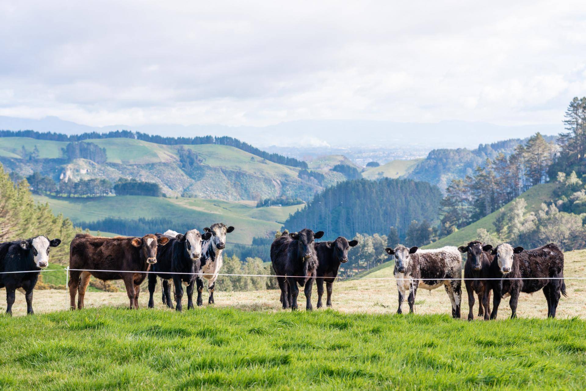 Farms for Sale Bay of Plenty