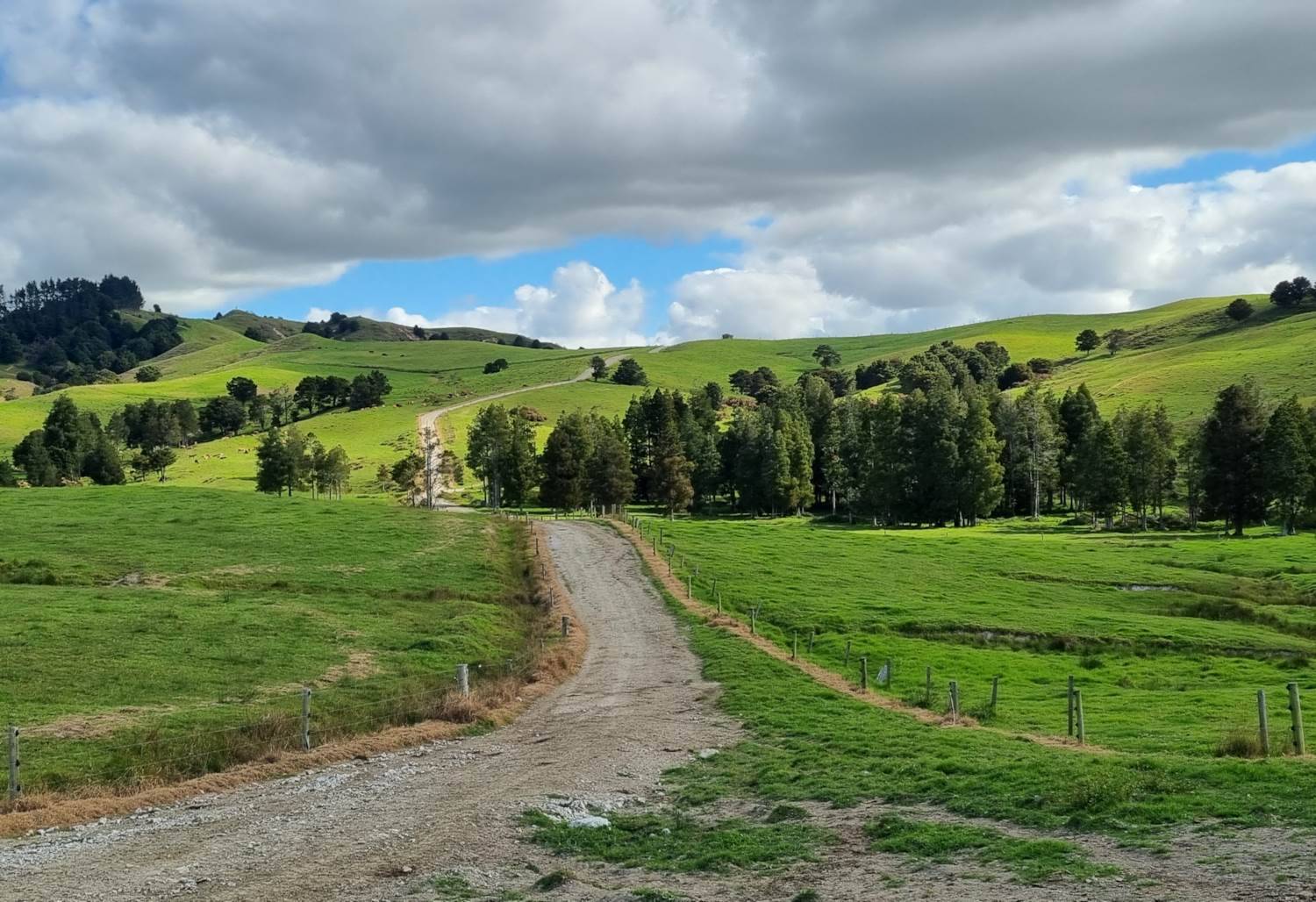 Farms for Sale in Northland