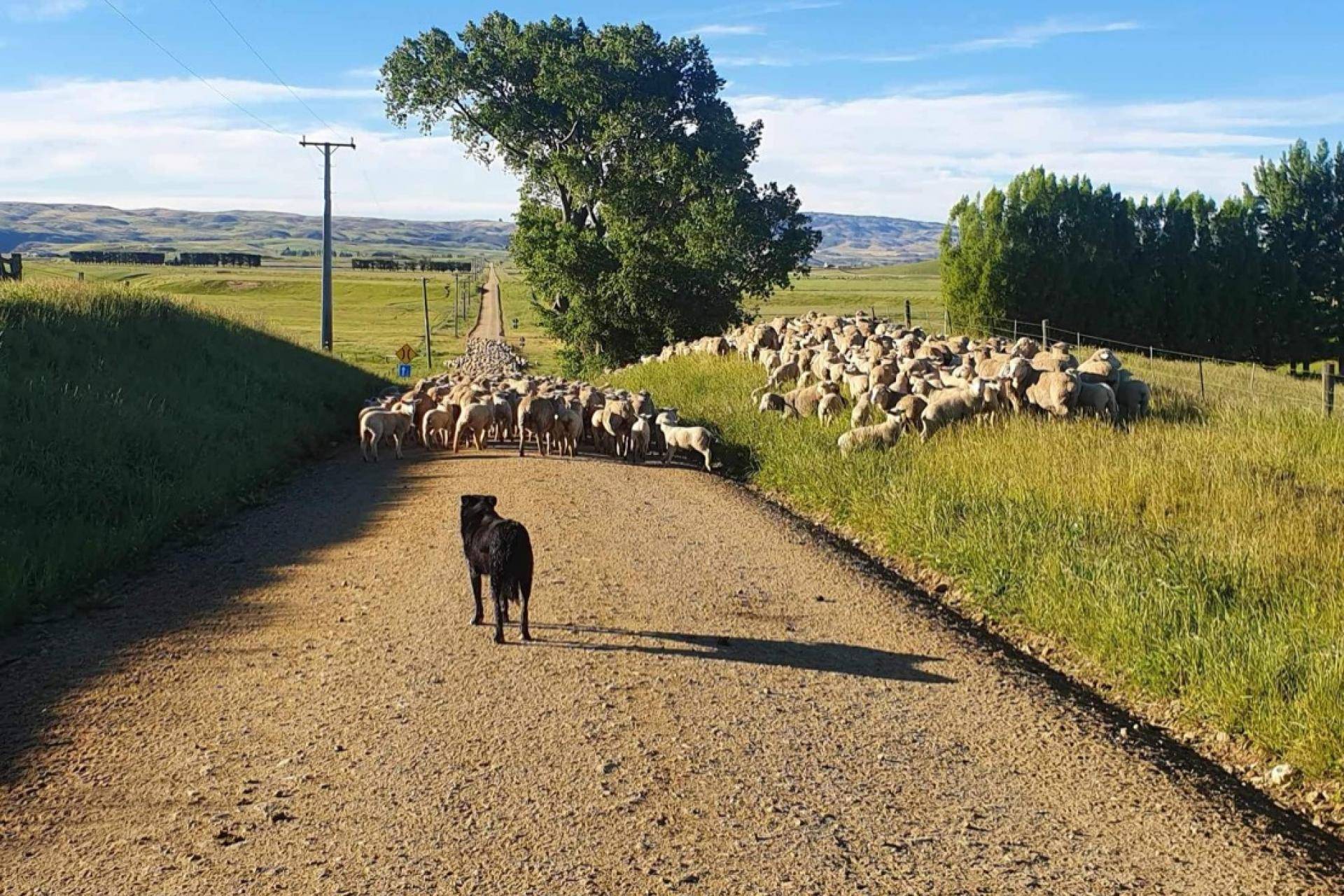 Farms for Sale Otago