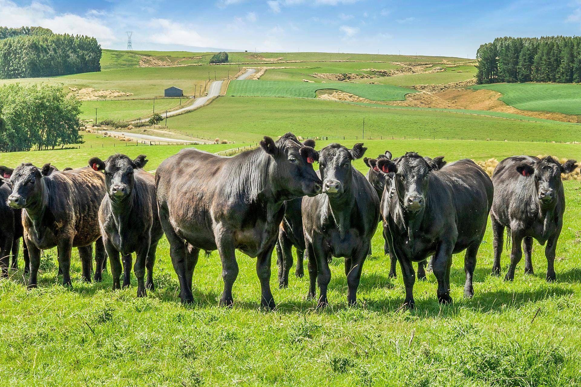 Dairy Farm for Sale Otago