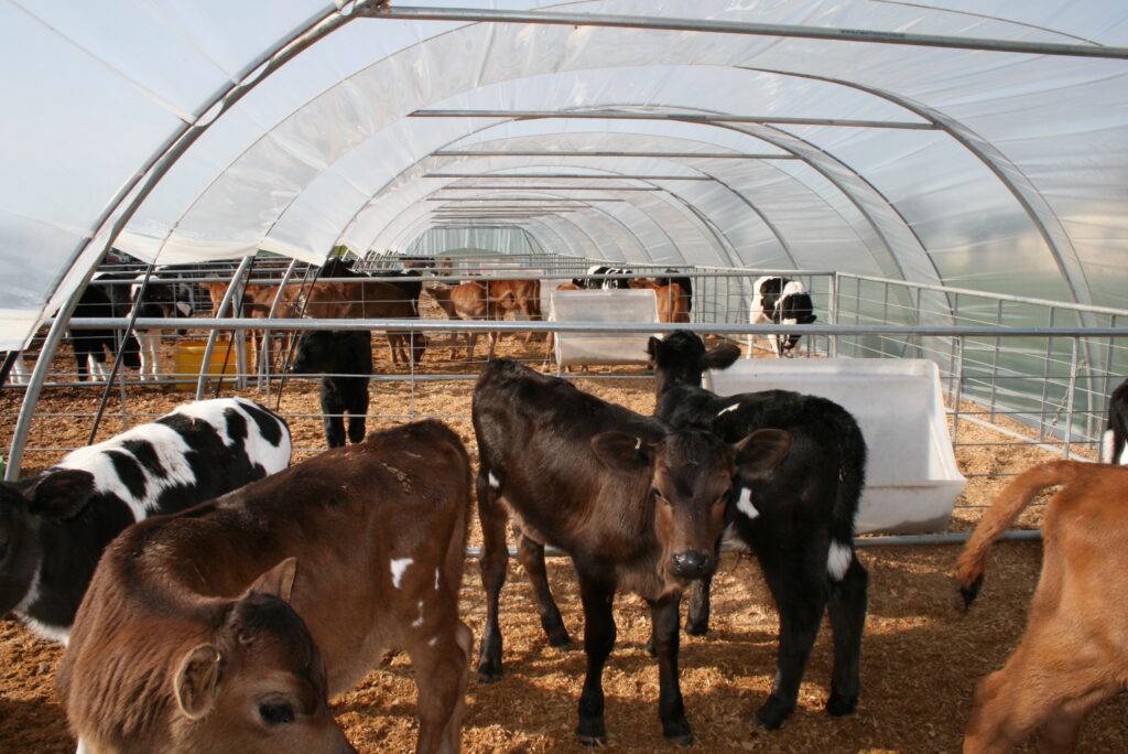 Calf Housing 2024 | Calf Sheds and Shelters | Cropa