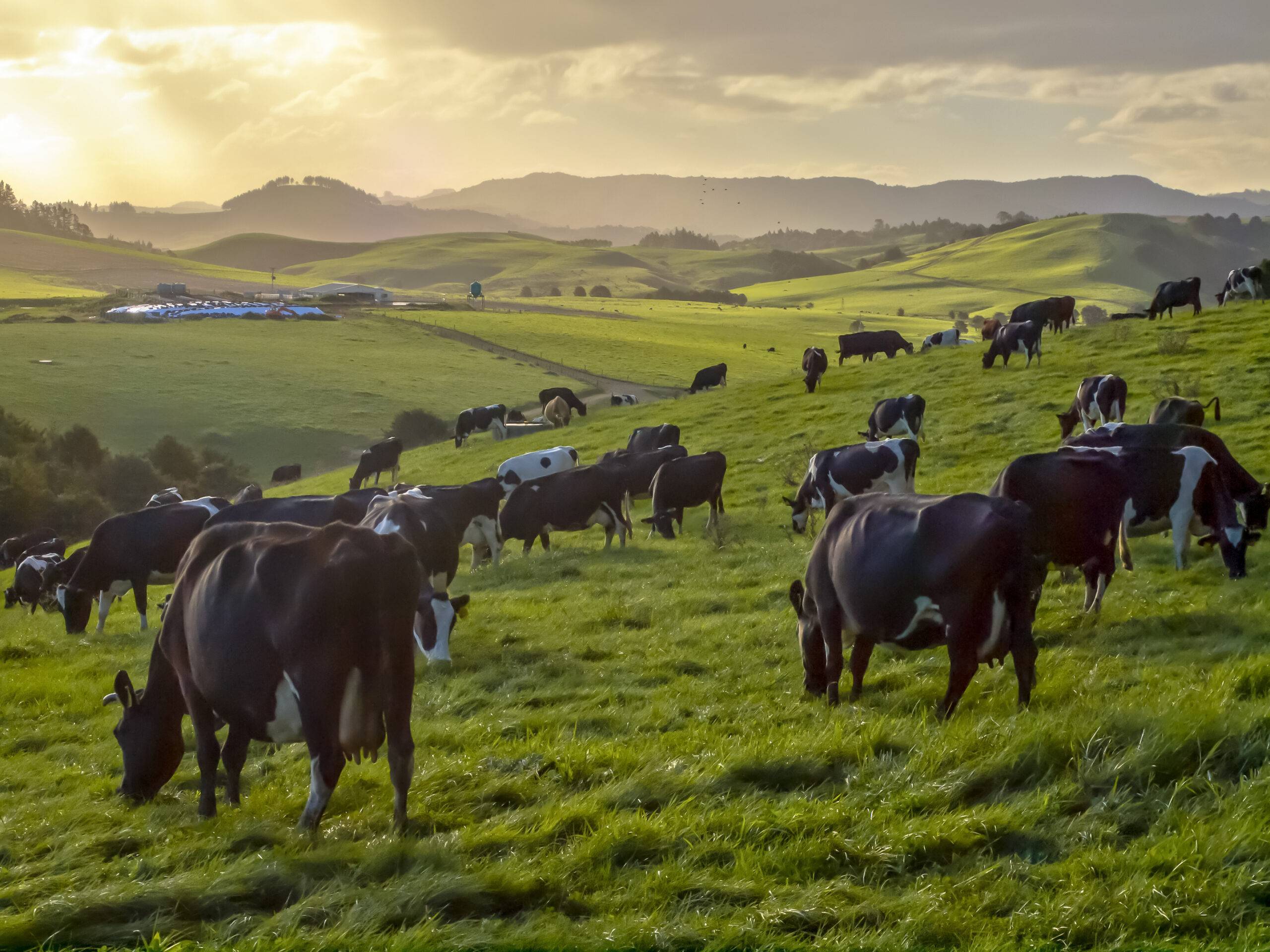 Heat stress in cows