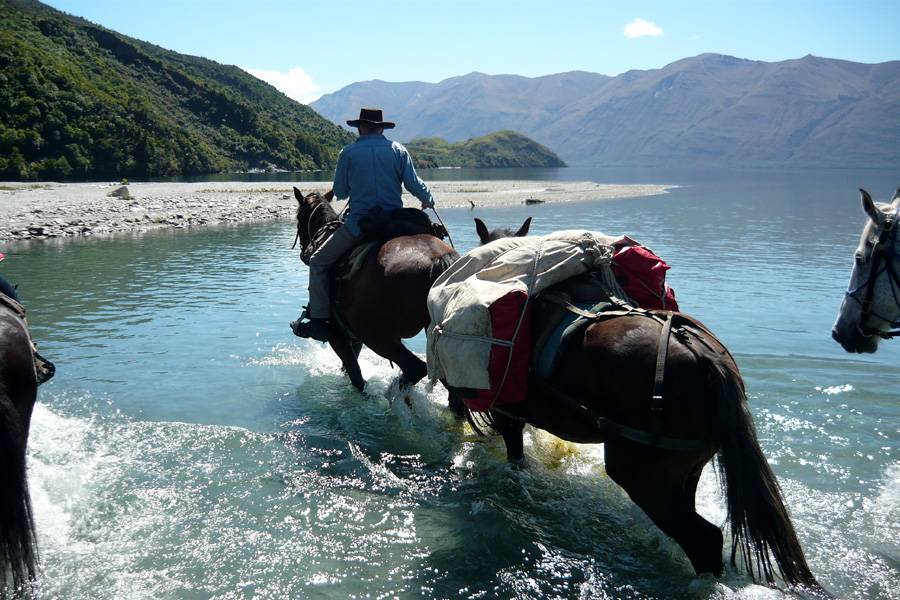 Caring for horses during hot weather