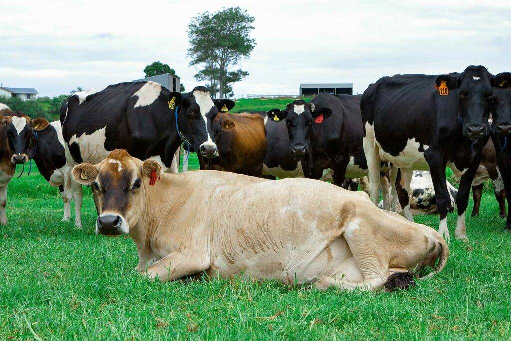 Managing Down Cows NZ