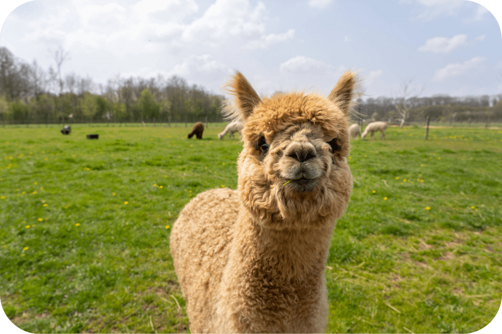 Keeping Alpacas, what you need to know?