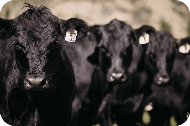 Raising Angus Cattle In New Zealand 2025 Raising Angus Cattle 768x512