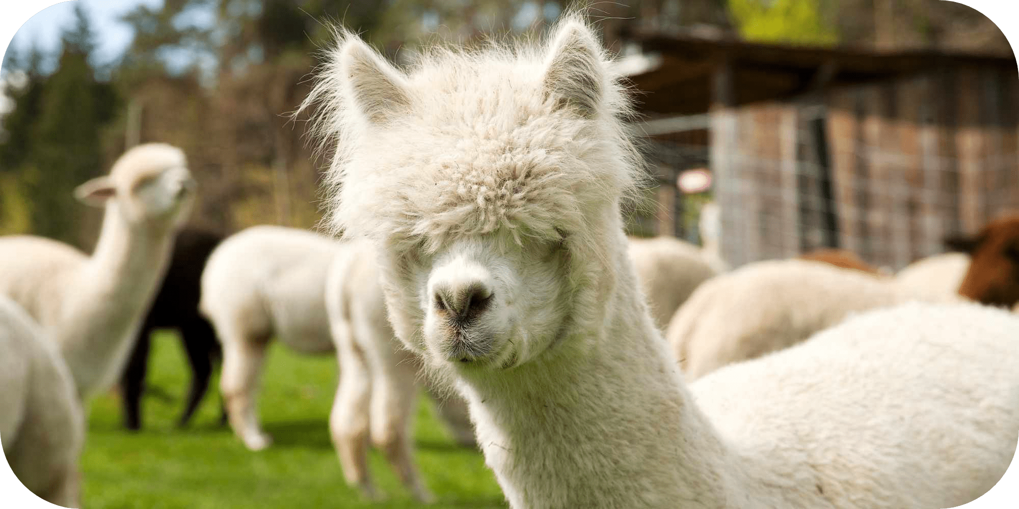 what to feed alpacas